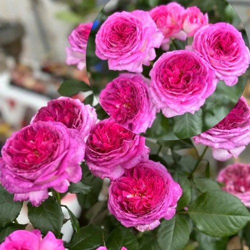 Rosa 'Thierry Marx' - Roos 'Thierry Marx' C4/4L
